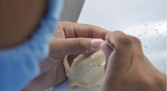 燕窝真假用什么方法鉴别,燕窝真假鉴别方法