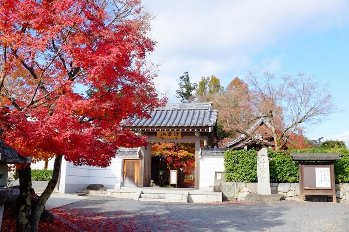 京都赏枫2022,京都赏枫必去景点有哪些好玩的