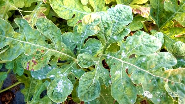 西瓜病虫害一本通表,西瓜红薯种植病虫害防治