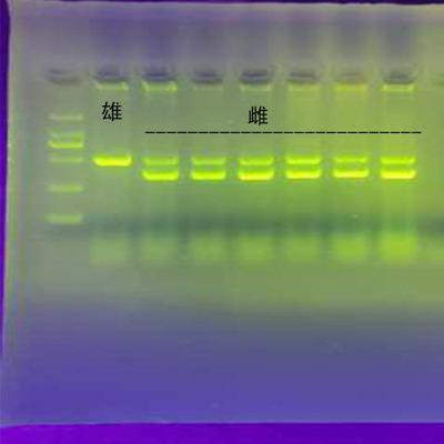 鹦鹉验卡都能验什么,鹦鹉验卡结果要多久