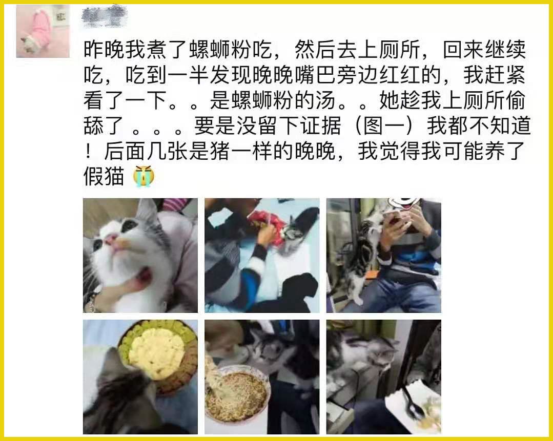 我家猫吞了根针险些丧命，这些东西千万别让猫碰