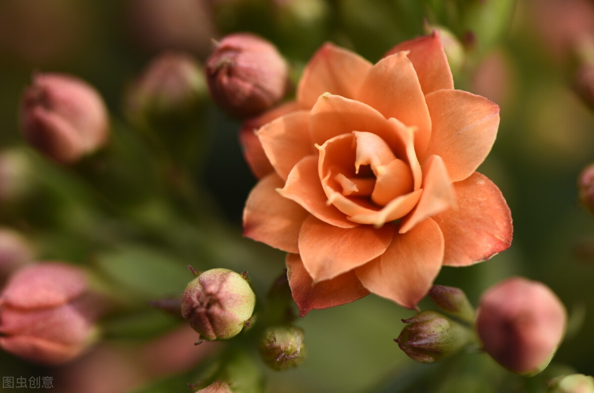 养什么植物晒不死又不怕冻,北方冬天适合养的花草耐寒耐冻