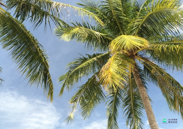院子适合种的花和设计,庭院设计植物大全