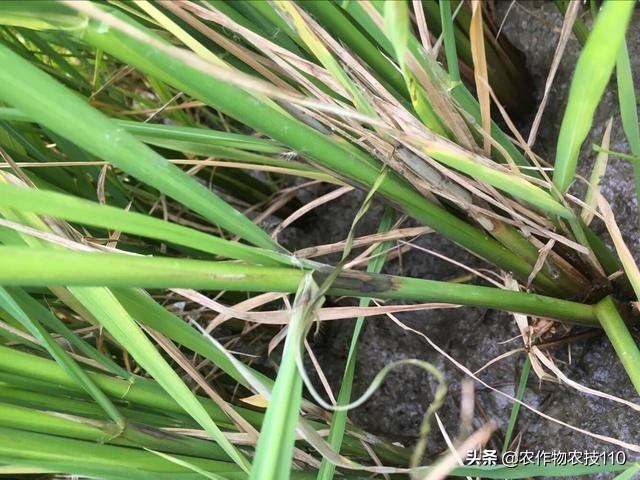 水稻高产栽培实用技术视频,高品质水稻种植新技术