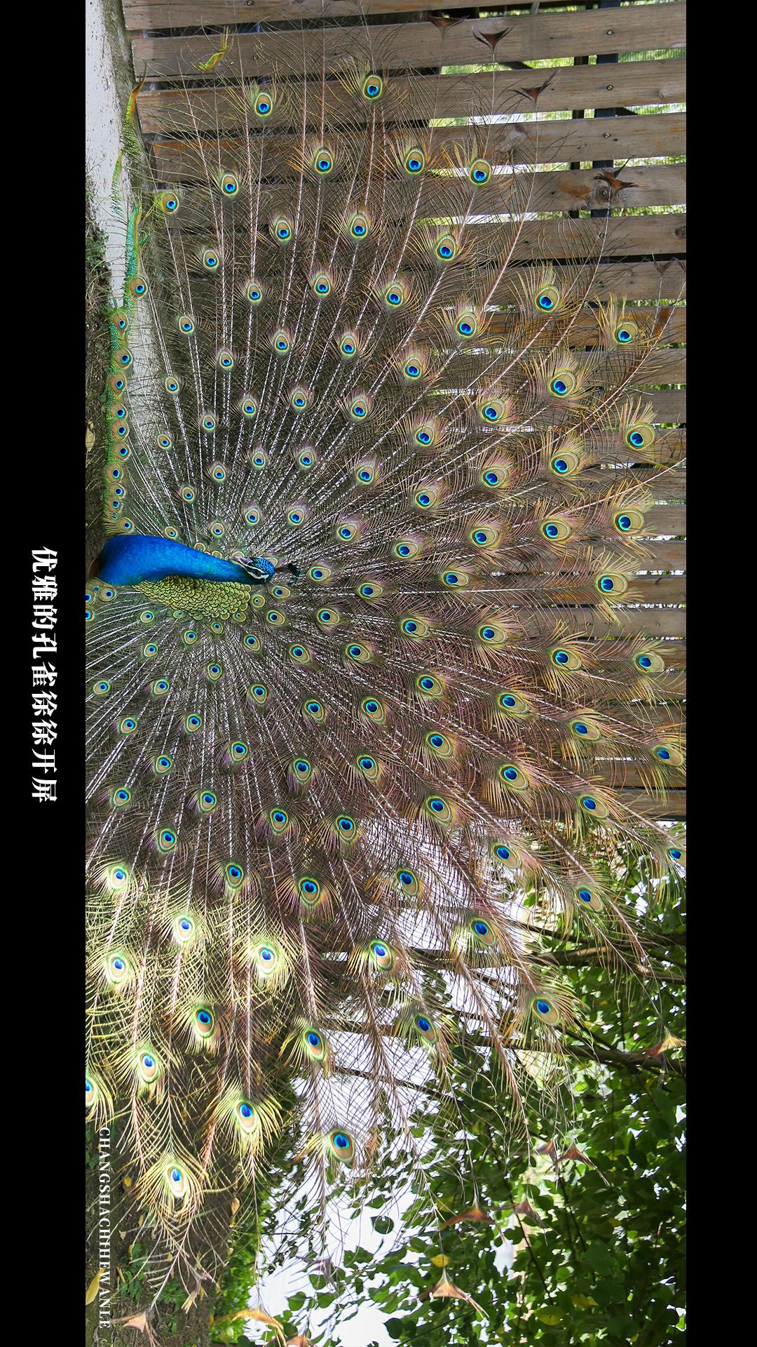 田园低空飞行,田园采摘之旅