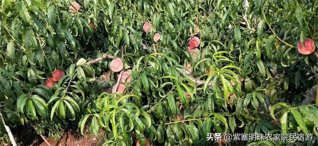 遵化有山有水的农家院,遵化美丽农家院