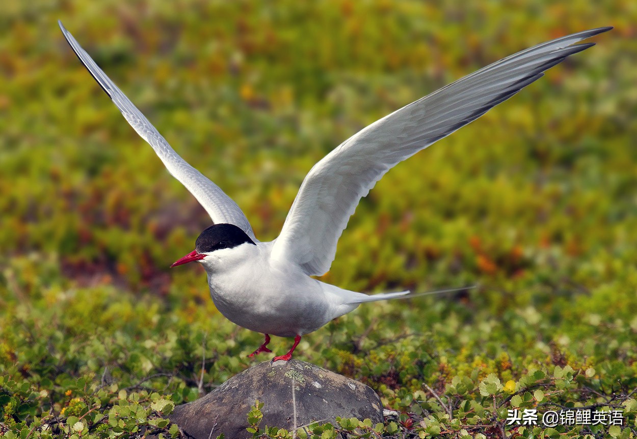 2022年中考英语试卷锦州,2020年锦州英语中考模拟