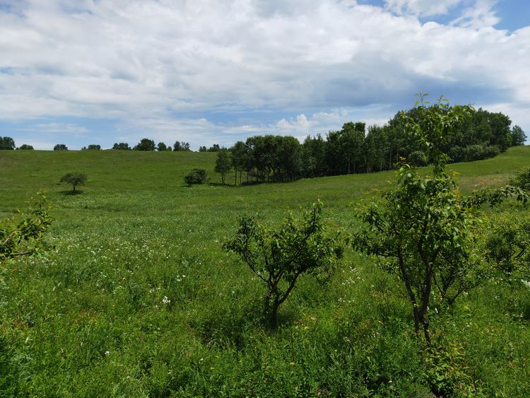 美丽的高岭塞罕坝,美丽的高岭朗诵