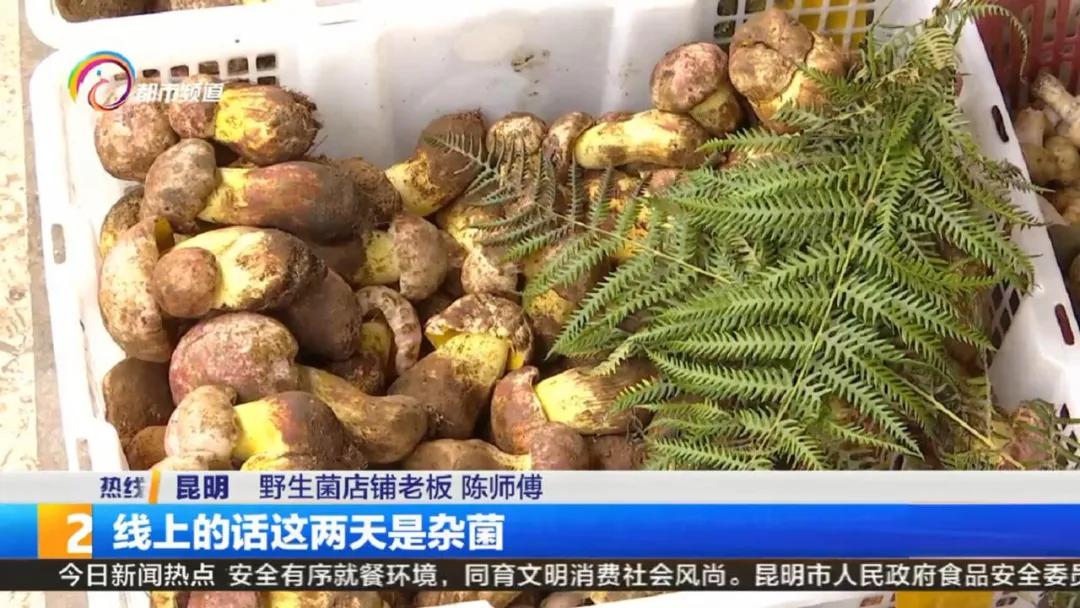 云南菌子交易市场直播,专门卖菌子直播