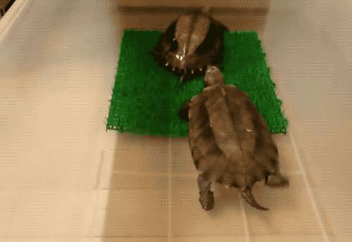 有一种龟为什么叫锯缘龟,锯缘龟八角灵龟