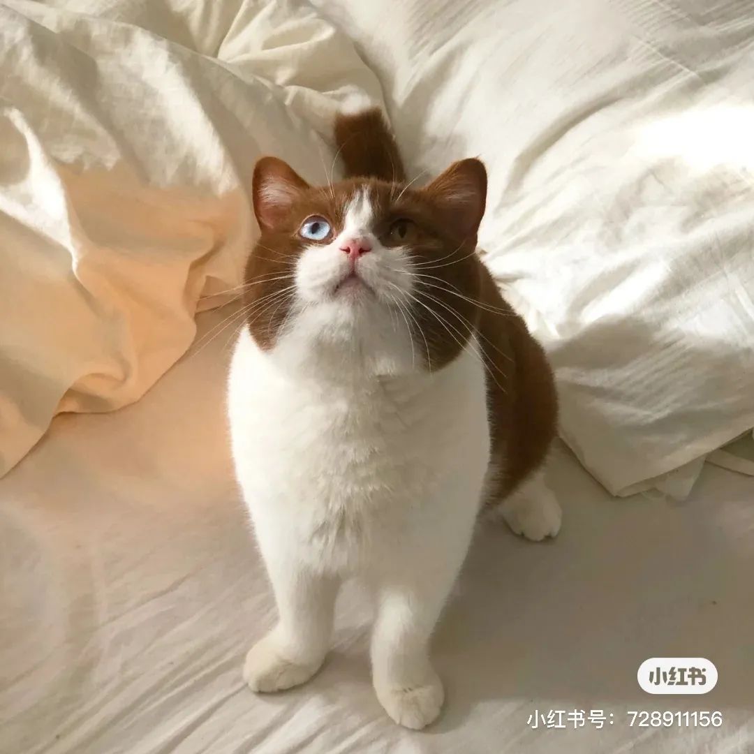 金发碧眼双眼皮！这猫我说一句“橘中最美”不过份吧？