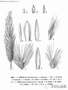 动物中药功效大全,中药药材大全及功效