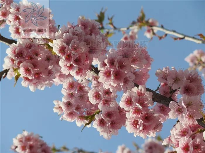 樱花结的果实叫樱桃吗,樱花结出来的果子是樱桃吗