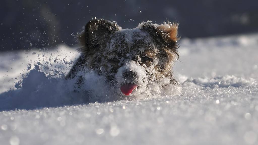 狗狗不停啃jio的八个原因！