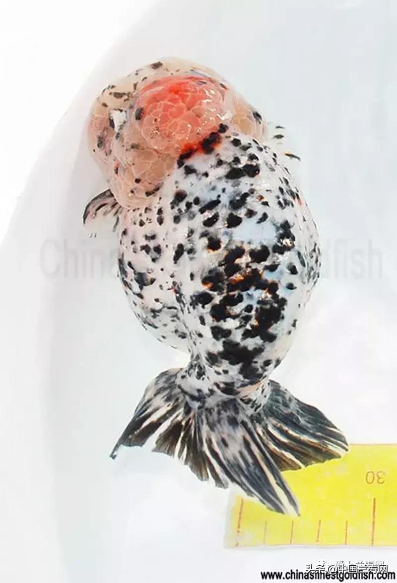 兰寿金鱼鲨鱼鳍品种图片大全,金鱼泰狮与兰寿是一个品种吗