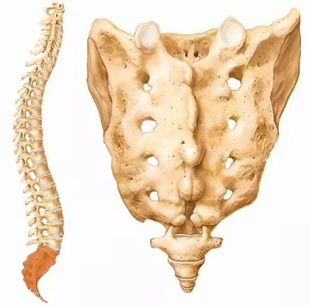 力量腰带怎么佩戴,训练腰带的正确使用方法