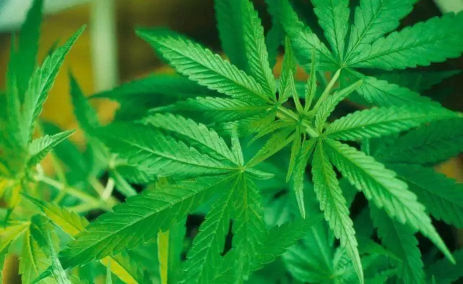 巴马老人天天吃火麻仁,巴马火麻长寿秘密