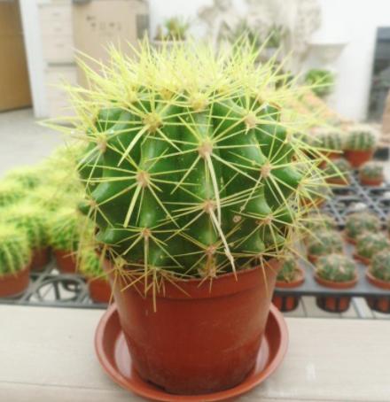 好养又能开花的仙人球有哪些,开花多又好养便宜的仙人球