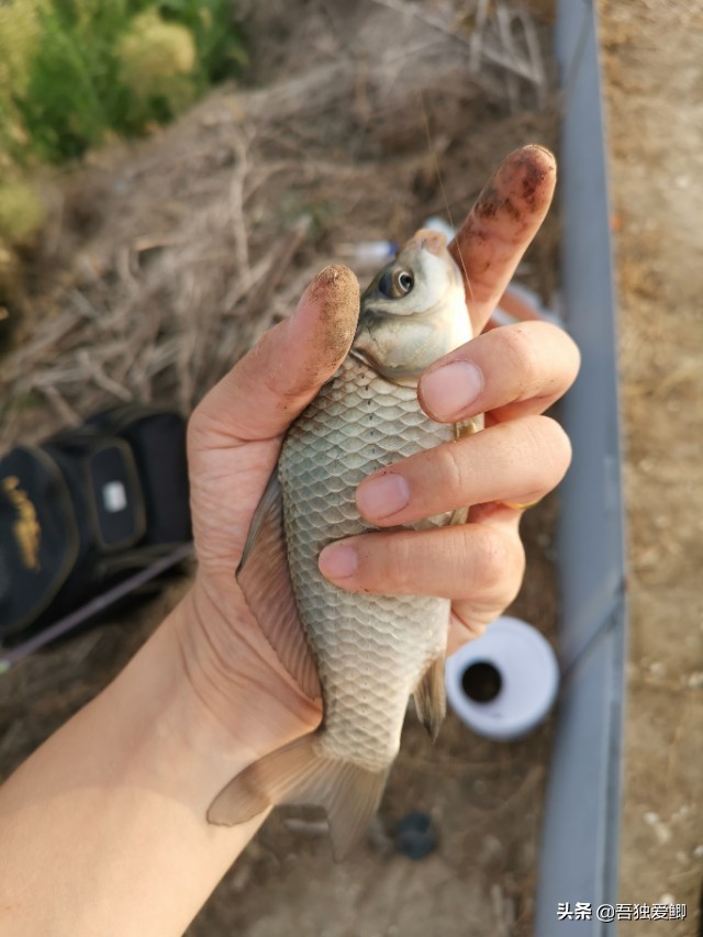 为什么大板鲫吃口很轻,大板鲫一般多少度吃口