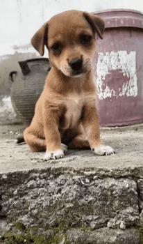 可爱可奶呆萌的小奶狗,可爱呆萌小奶狗