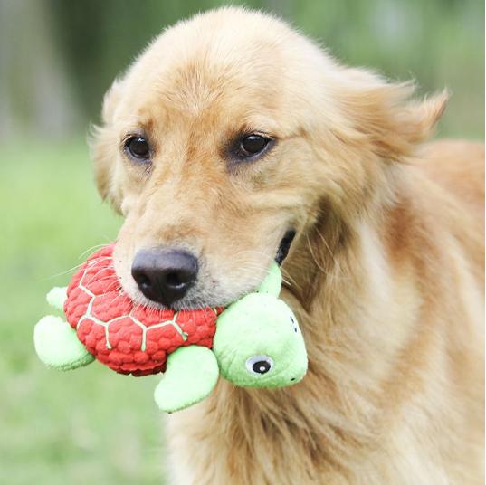 金毛适合玩什么玩具,可以给幼犬金毛买什么玩具