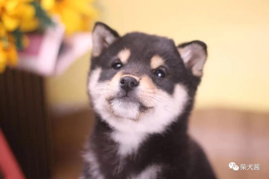 柴犬不听话咬人怎么办,柴犬不听话总是乱跑