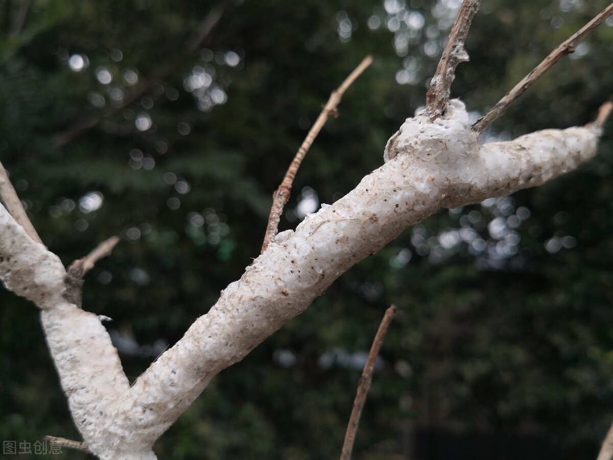 白蜡树别名叫什么,白蜡木起名字