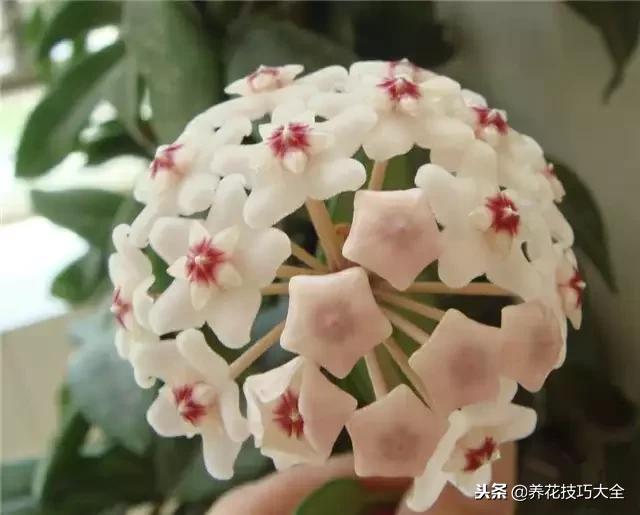 常见小区绿化100种植物图片,常见的水生植物有哪些种