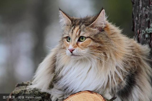 吸猫的科学依据来了,教你如何获得一只猫