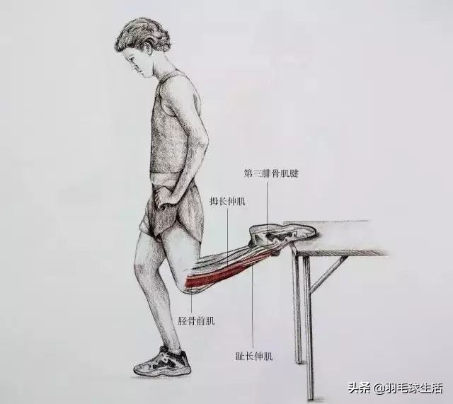 打羽毛球防止腿变粗,打羽毛球前后拉伸动作防止腿变粗