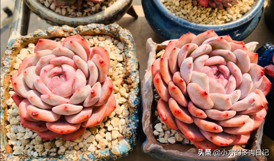 多肉橙梦露与雪天使的区别,橙梦露星影和雪天使区别