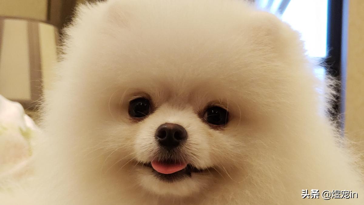 博美换牙松动怎么办,狗博美换牙后是不是不会很尖了