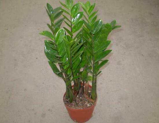 金钱树根部有虫子怎么处理,金钱树茎上有黑斑怎么处理