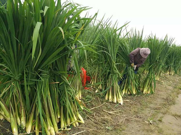 中国人培育千年，种子曾是“六谷”之一，根茎“病变”成高端食材