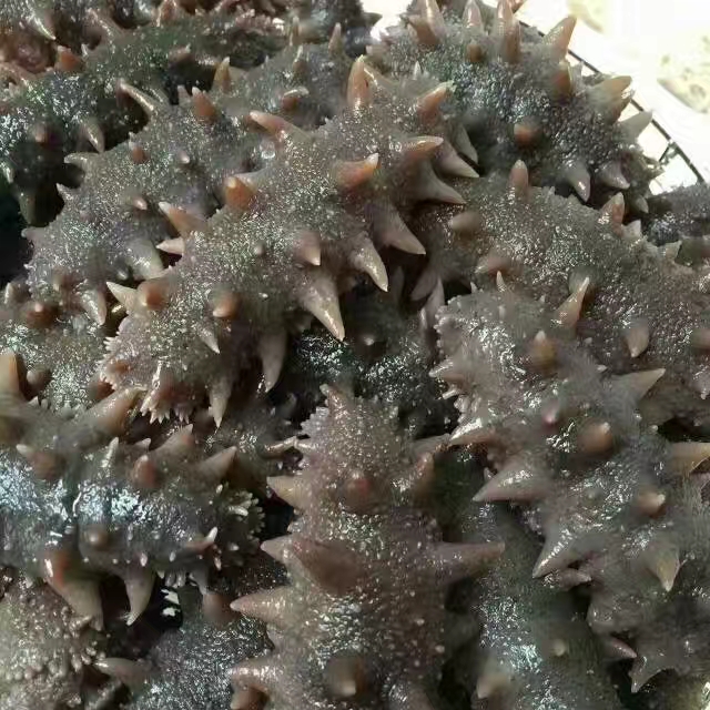 为什么网上白海参要比黑海参便宜,为什么网上卖的海参比较便宜