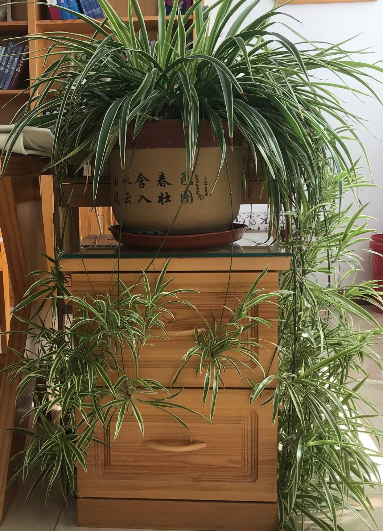 吊兰怎么养才能更旺盛10个小秘诀,青叶吊兰怎么养护才能长出匍匐茎