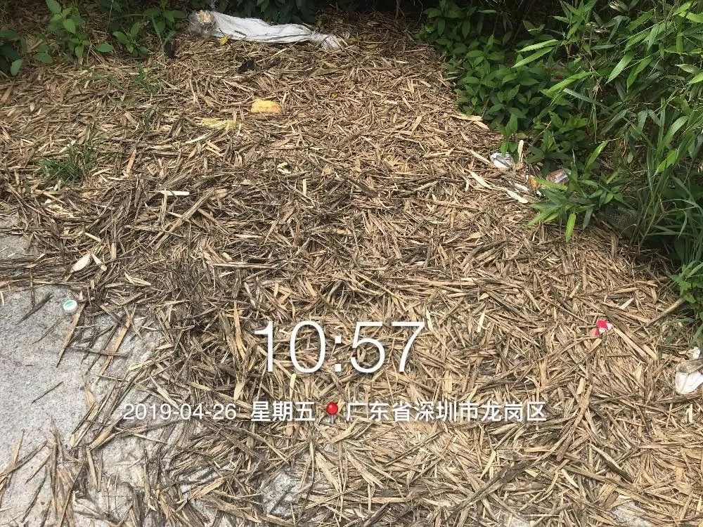 深圳南山竹海挖竹笋,深圳有游客挖竹笋