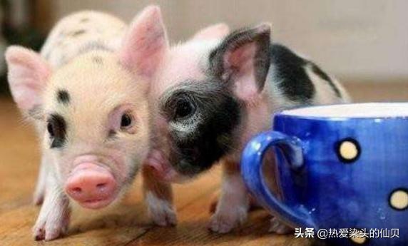 茶杯猪相当于人类智商,茶杯猪是什么样的猪