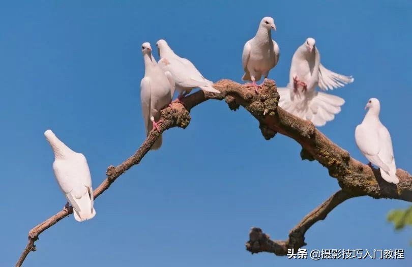 摄影构图技巧手机摄影,初学摄影构图入门教程