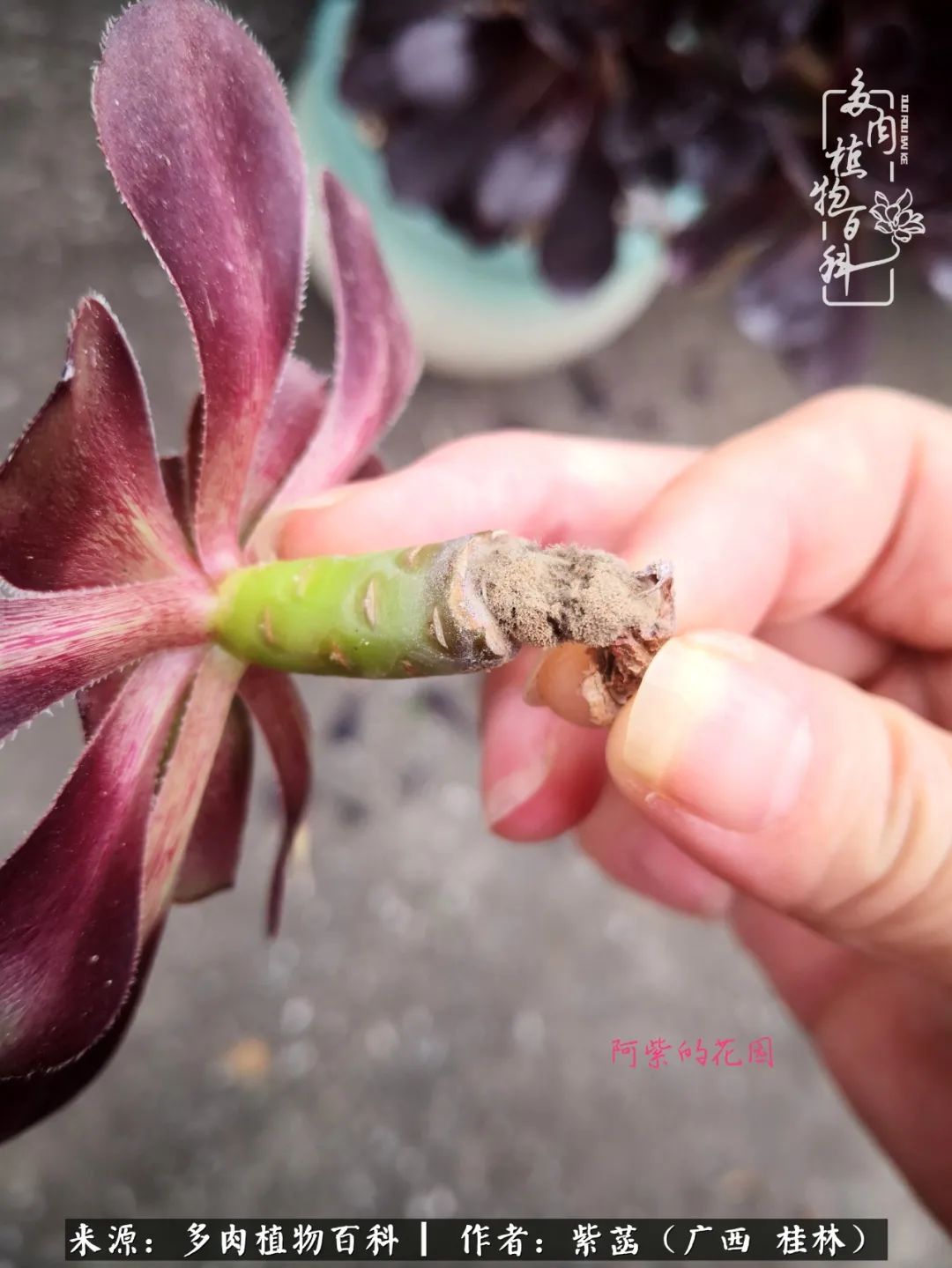 如何在夏天买的多肉度夏,多肉度夏好帮手