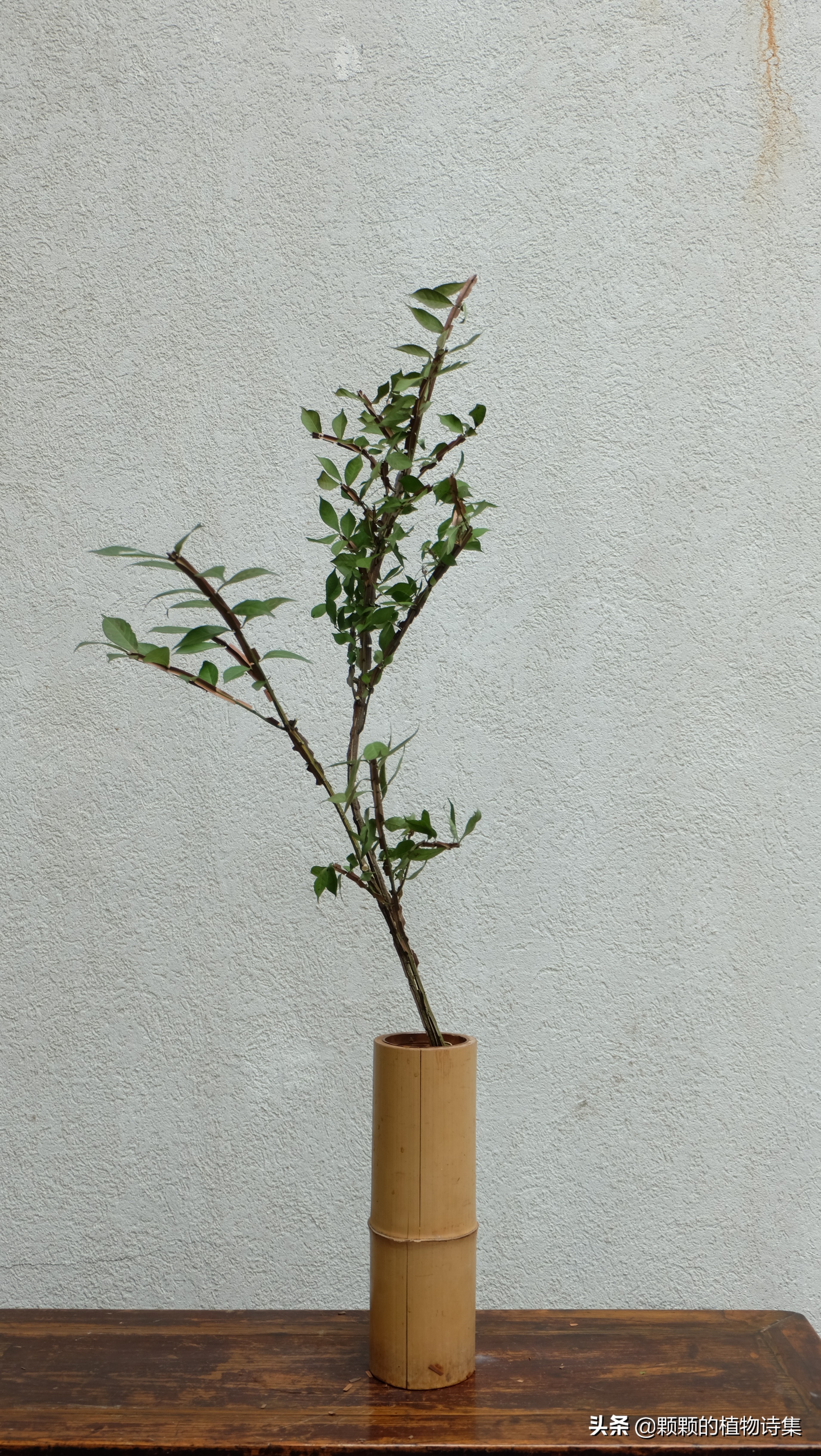 插花生活美学文学文人植物花艺雅道