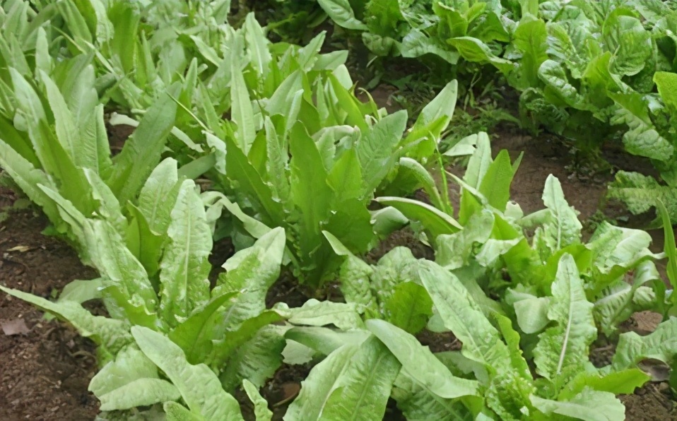 叶菜品类表,叶菜类一览表