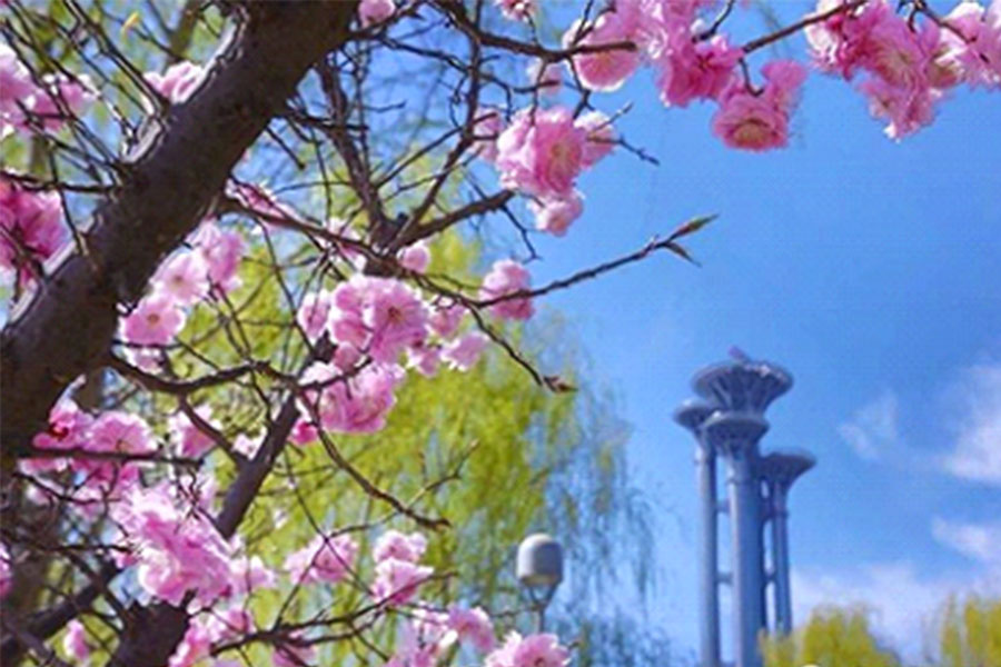 北京奥森南园滑雪,奥森赏花攻略