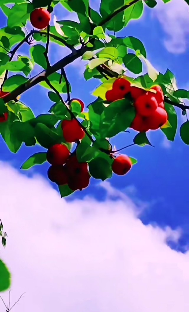 漂亮桌面壁纸,最漂亮的手机桌面壁纸