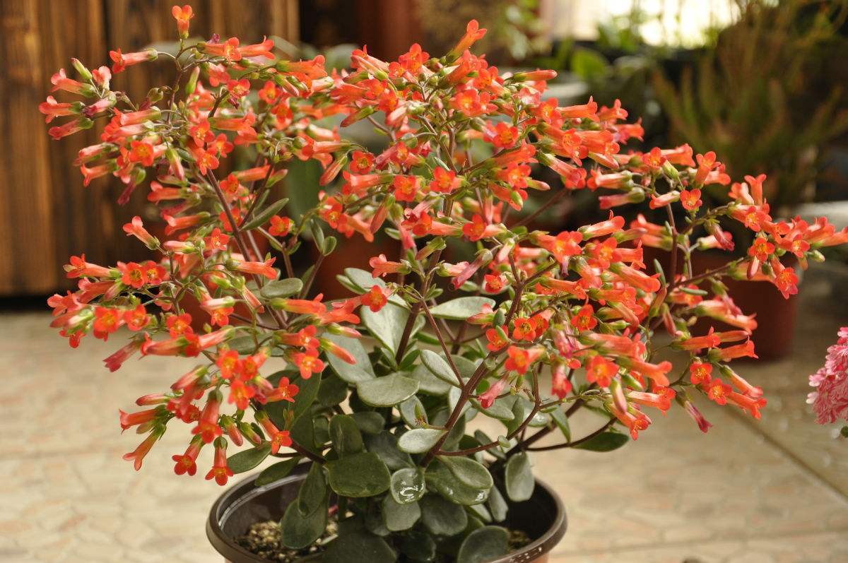 宫灯款年宵花,最旺家的花宫灯长寿花