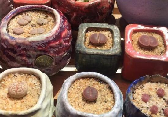 生石花怎么养得越来越大,生石花在室内怎么养