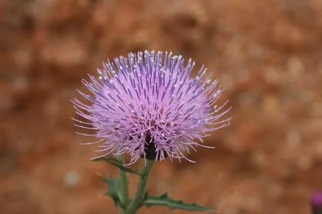 周明华诗词,周明华最经典的诗