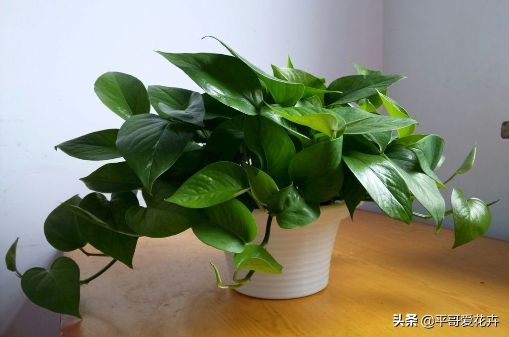 绿萝黄叶怎么办用什么方法补救,绿萝黄叶怎么办什么原因