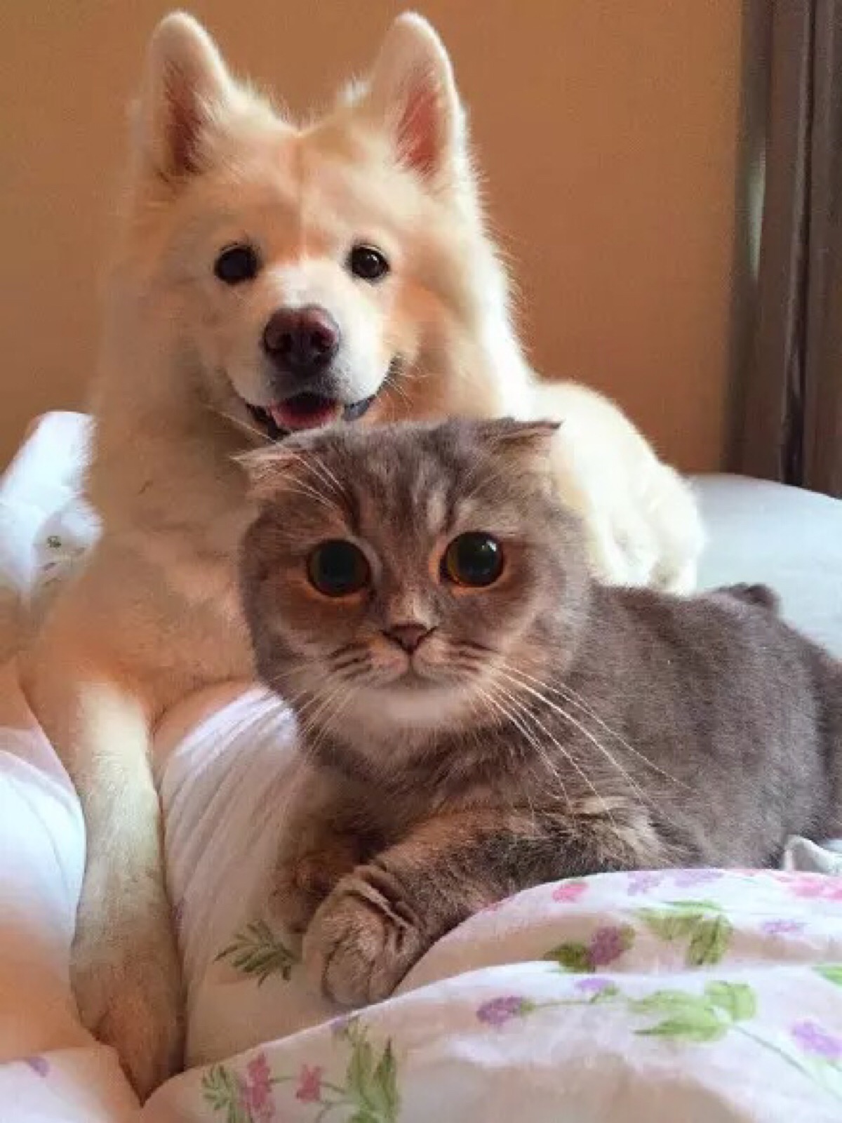 有些中年大妈最看不了狗狗交配，一看到就会操起石头扔过去