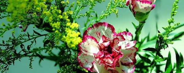 康乃馨发软发黄应怎么办,康乃馨叶子发黄干枯是怎么回事